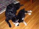 Filename=Loganandfriend.JPG
Filesize=109KiB
Dimensions=800x600
Date added=May 14, 2006 Loganandfriend.JPG