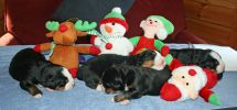 Filename=MMLJPuppy_Eval_111512_065.jpg
Filesize=88KiB
Dimensions=864x401
Date added=Nov 16, 2012 MMLJPuppy_Eval_111512_065.jpg