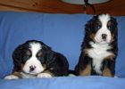 Filename=M_MPuppiesDay35_024.jpg
Filesize=112KiB
Dimensions=2100x1500
Date added=Dec 11, 2012 M_MPuppiesDay35_024.jpg