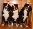 Filename=Mac_Kessie_and_Jeffey.jpg
Filesize=86KiB
Dimensions=766x658
Date added=Dec 16, 2005 Mac_Kessie_and_Jeffey.jpg