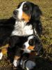 Filename=MaggieDay45(0395).jpeg
Filesize=92KiB
Dimensions=480x640
Date added=Mar 23, 2010 MaggieDay45(0395).jpeg