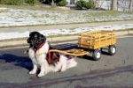 Filename=Maggie_Ann-Basic_Red_Oak_Wagon.JPG
Filesize=98KiB
Dimensions=597x398
Date added=Dec 04, 2004 Maggie_Ann-Basic_Red_Oak_Wagon.JPG