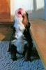 Filename=Moose_Puppies_Day_14_sc_009.jpg
Filesize=84KiB
Dimensions=955x1432
Date added=Nov 20, 2012 Moose_Puppies_Day_14_sc_009.jpg