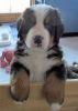 Filename=MoosilaukePuppies121312_009.jpg
Filesize=93KiB
Dimensions=1000x1400
Date added=Dec 13, 2012 MoosilaukePuppies121312_009.jpg
