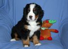 Filename=MoosilaukePuppies121812_003.jpg
Filesize=104KiB
Dimensions=1400x1000
Date added=Dec 18, 2012 MoosilaukePuppies121812_003.jpg