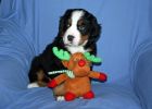 Filename=MoosilaukePuppies121812_004.jpg
Filesize=106KiB
Dimensions=1400x1000
Date added=Dec 18, 2012 MoosilaukePuppies121812_004.jpg
