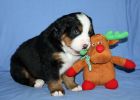 Filename=MoosilaukePuppies28days_007.jpg
Filesize=112KiB
Dimensions=1400x1000
Date added=Dec 04, 2012 MoosilaukePuppies28days_007.jpg
