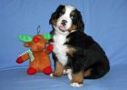 Filename=MoosilaukePuppiesDay35_007.jpg
Filesize=102KiB
Dimensions=2289x1635
Date added=Dec 11, 2012 MoosilaukePuppiesDay35_007.jpg