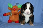 Filename=MoosilaukePuppies_Day_21_011.jpg
Filesize=102KiB
Dimensions=1200x800
Date added=Nov 27, 2012 MoosilaukePuppies_Day_21_011.jpg
