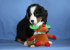 Filename=MoosilaukeWeek7_017.jpg
Filesize=117KiB
Dimensions=1400x1000
Date added=Dec 25, 2012 MoosilaukeWeek7_017.jpg
