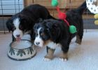 Filename=Moosilauke_LafayettePuppies121312_012.jpg
Filesize=108KiB
Dimensions=1883x1345
Date added=Dec 13, 2012 Moosilauke_LafayettePuppies121312_012.jpg