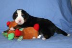 Filename=Moosilauke_Puppies_14_Days_001.jpg
Filesize=91KiB
Dimensions=1200x800
Date added=Nov 20, 2012 Moosilauke_Puppies_14_Days_001.jpg