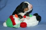 Filename=MoriahDay7_019~0.jpg
Filesize=109KiB
Dimensions=2142x1428
Date added=Nov 13, 2012 MoriahDay7_019~0.jpg