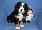 Filename=MoriahPuppies121812_010.jpg
Filesize=105KiB
Dimensions=1400x1000
Date added=Dec 18, 2012 MoriahPuppies121812_010.jpg