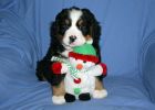 Filename=MoriahPuppies121812_012.jpg
Filesize=102KiB
Dimensions=1400x1000
Date added=Dec 18, 2012 MoriahPuppies121812_012.jpg