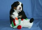 Filename=MoriahPuppies28days_012.jpg
Filesize=96KiB
Dimensions=1400x1000
Date added=Dec 04, 2012 MoriahPuppies28days_012.jpg