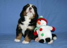 Filename=MoriahPuppiesDay35_023.jpg
Filesize=100KiB
Dimensions=2347x1676
Date added=Dec 11, 2012 MoriahPuppiesDay35_023.jpg