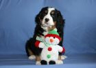 Filename=MoriahWeek7_006.jpg
Filesize=108KiB
Dimensions=1400x1000
Date added=Dec 25, 2012 MoriahWeek7_006.jpg