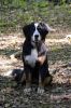 Filename=Moriah_7_Months_Old_02.jpg
Filesize=100KiB
Dimensions=800x1200
Date added=Jun 14, 2013 Moriah_7_Months_Old_02.jpg