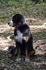 Filename=Moriah_7_Months_Old_03.jpg
Filesize=100KiB
Dimensions=800x1200
Date added=Jun 14, 2013 Moriah_7_Months_Old_03.jpg