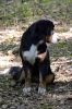 Filename=Moriah_7_Months_Old_04.jpg
Filesize=96KiB
Dimensions=800x1200
Date added=Jun 14, 2013 Moriah_7_Months_Old_04.jpg