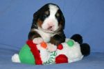 Filename=Moriah_Puppies_14_Days_031.jpg
Filesize=90KiB
Dimensions=1200x800
Date added=Nov 20, 2012 Moriah_Puppies_14_Days_031.jpg