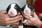 Filename=MoriahandLafayettePuppy_Eval_111512_041.jpg
Filesize=104KiB
Dimensions=1800x1200
Date added=Nov 16, 2012 MoriahandLafayettePuppy_Eval_111512_041.jpg