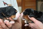 MoriahandLafayette_Puppy_Eval_111512_040.jpg