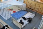 Filename=Moving_Day_Day22_017.jpg
Filesize=107KiB
Dimensions=1200x800
Date added=Jul 04, 2014 Moving_Day_Day22_017.jpg
