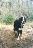 Filename=Pippi17monthsold~0.jpg
Filesize=130KiB
Dimensions=267x382
Date added=May 14, 2006 Pippi17monthsold~0.jpg