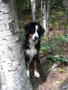 Filename=Pippi_Swam_across_river.JPG
Filesize=112KiB
Dimensions=480x640
Date added=Nov 16, 2011 Pippi_Swam_across_river.JPG