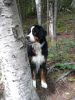 Filename=Pippi_Watching_Oliver.JPG
Filesize=106KiB
Dimensions=480x640
Date added=Nov 16, 2011 Pippi_Watching_Oliver.JPG