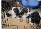 Filename=Puppies120512_004.jpg
Filesize=114KiB
Dimensions=1400x1000
Date added=Dec 05, 2012 Puppies120512_004.jpg