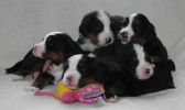 Filename=PuppiesDay20(5132).jpg
Filesize=79KiB
Dimensions=1759x1043
Date added=Feb 21, 2010 PuppiesDay20(5132).jpg
