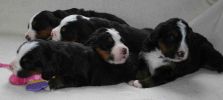 Filename=PuppiesDay20(5139).jpg
Filesize=75KiB
Dimensions=2006x899
Date added=Feb 21, 2010 PuppiesDay20(5139).jpg