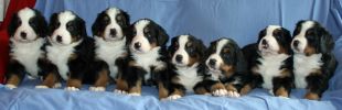 Filename=PuppiesDay35_1.jpg
Filesize=78KiB
Dimensions=648x209
Date added=Dec 09, 2010 PuppiesDay35_1.jpg