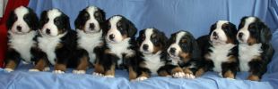 PuppiesDay35_1.jpg