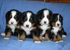 PuppiesDay35sf_037.jpg