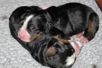 PuppiesWeek1_003.jpg