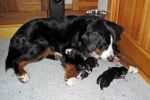 Filename=PuppiesWeek1_018.jpg
Filesize=99KiB
Dimensions=1800x1200
Date added=Nov 13, 2012 PuppiesWeek1_018.jpg