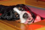 Filename=PuppiesWeek1_023.jpg
Filesize=96KiB
Dimensions=1800x1200
Date added=Nov 13, 2012 PuppiesWeek1_023.jpg