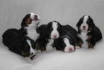 Filename=Puppies_Day20(5122).JPG
Filesize=97KiB
Dimensions=1750x1186
Date added=Feb 21, 2010 Puppies_Day20(5122).JPG