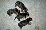 Filename=Puppies_Day_10_004.jpg
Filesize=110KiB
Dimensions=1200x800
Date added=Nov 17, 2012 Puppies_Day_10_004.jpg