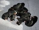 Filename=Puppies_In_Sunshine_Day_8.jpg
Filesize=90KiB
Dimensions=899x701
Date added=Nov 12, 2010 Puppies_In_Sunshine_Day_8.jpg
