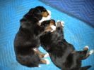 Filename=Puppy.JPG
Filesize=201KiB
Dimensions=640x480
Date added=Feb 25, 2010 Puppy.JPG