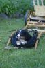 Filename=PuppyInTraining.jpg
Filesize=119KiB
Dimensions=614x921
Date added=Dec 06, 2004 PuppyInTraining.jpg
