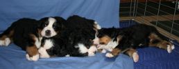Filename=PuppyPileUp.jpg
Filesize=47KiB
Dimensions=858x332
Date added=Nov 06, 2007 PuppyPileUp.jpg
