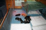 Filename=PuppyPlayPenDay18.jpg
Filesize=83KiB
Dimensions=432x288
Date added=Nov 22, 2010 PuppyPlayPenDay18.jpg
