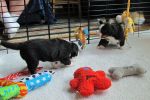 Filename=Pups070514_003.jpg
Filesize=92KiB
Dimensions=1200x800
Date added=Jul 07, 2014 Pups070514_003.jpg