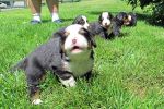 Pups070514_017.jpg